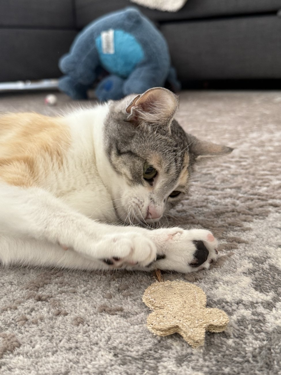 Cat playing with a natural loofah toy