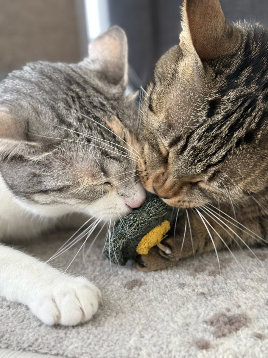 Two cats sharing a CatNat toy
